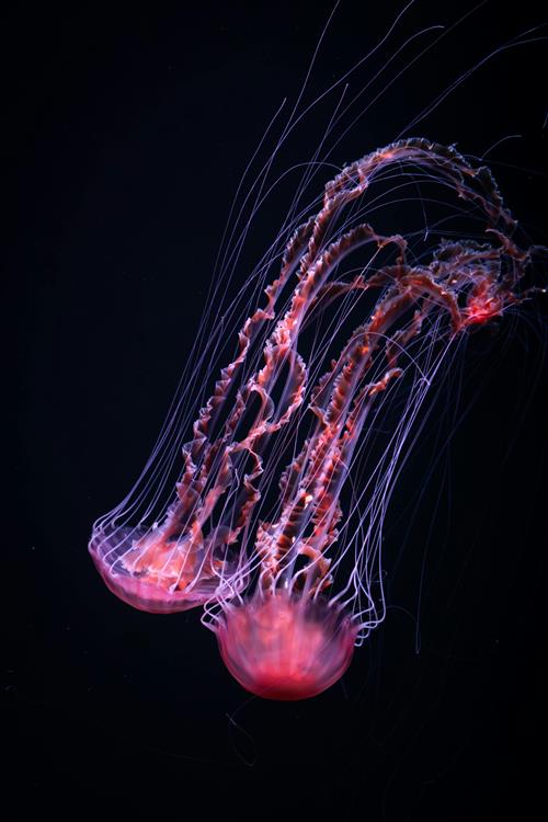 Jellyfish Title 